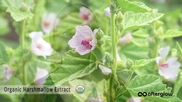 How to Apply our Natural Under Eye Concealer - Afterglow Cosmetics