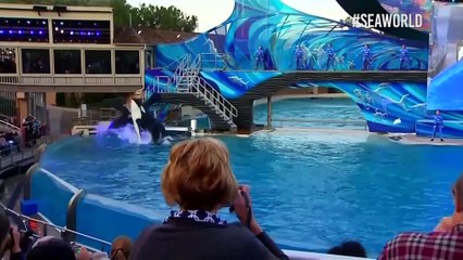 ¡Fin al espectáculo! SeaWorld de San Diego acaba con su show de orcas