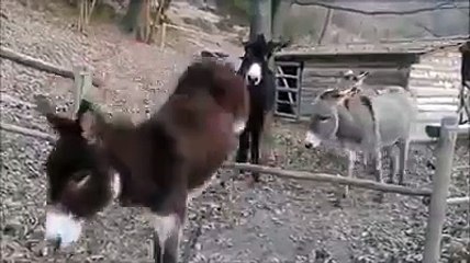 a smart ass donkey