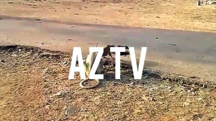 dog vs monkey funny video must watch