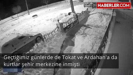 Aç Kalan Kurtlar Çoban Köpeğini Parçaladı