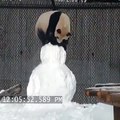 Panda'nın kardan adamla mücadelesi