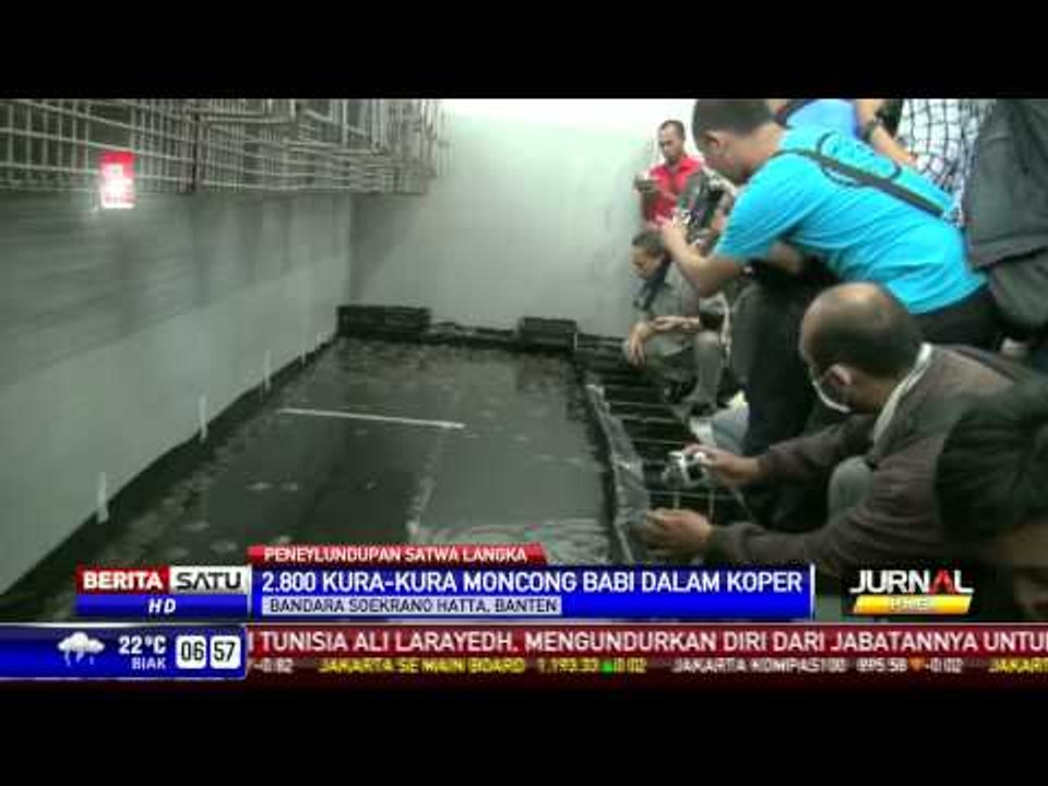 Penyelundupan Ribuan Kura-Kura Langka Via Bandara Soekarno-Hatta Digagalkan