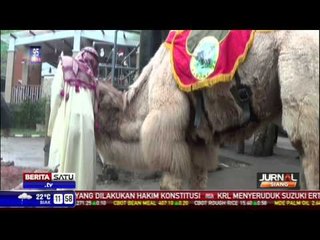 Spesies Langka Unta Punuk Dua, Penghuni Baru Taman Safari