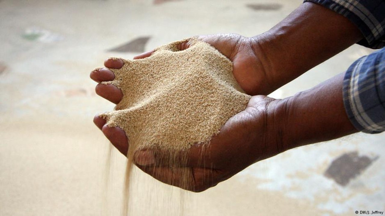 Teff, o superalimento da moda