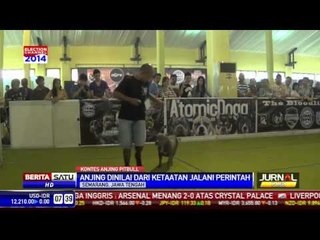 Download Video: Anjing Pitbull pun Patuh Sama Manusia