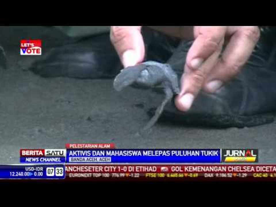 Puluhan Tukik Dilepas ke Laut Demi Pelestarian Penyu