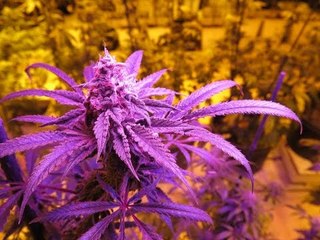 How to decriminalize Marijuana