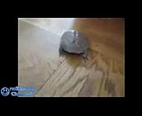 Лягушка истеричка ХА ХА ХА