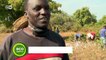 Phasing out GMO cotton in Burkina Faso | Eco-at-Africa