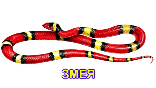 Первые слова для малыша в картинках, Учим слова для детей 1-3 года. дикие животные