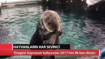 Hayvanların kar sevinci