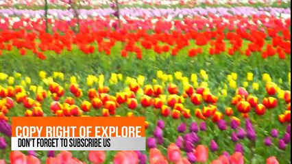 Tulip Garden , Asia largest tulip garden