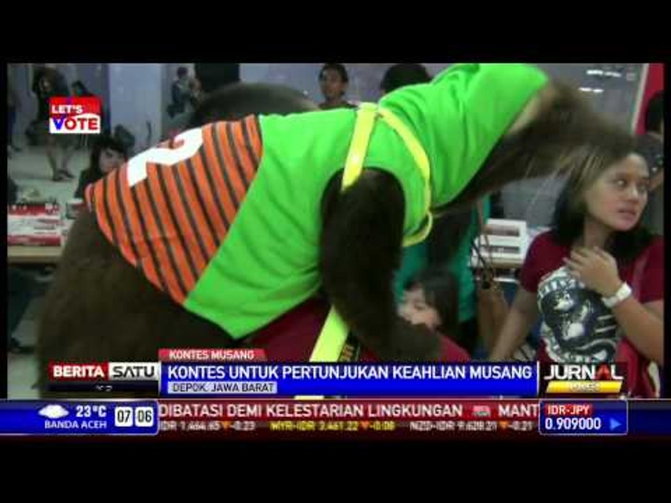 Puluhan Musang Ikut Kontes di Depok
