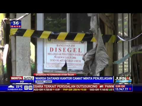 Pembongkaran Peternakan Ayam di Bogor Ricuh