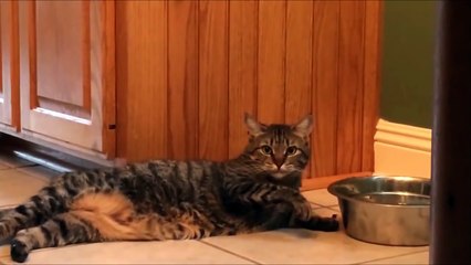 Ленивый кот пьёт воду лёжа