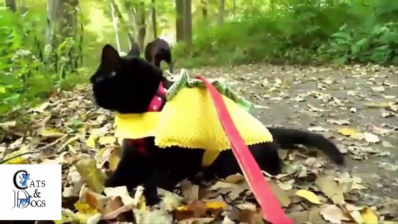funny cat COMPILATION 24