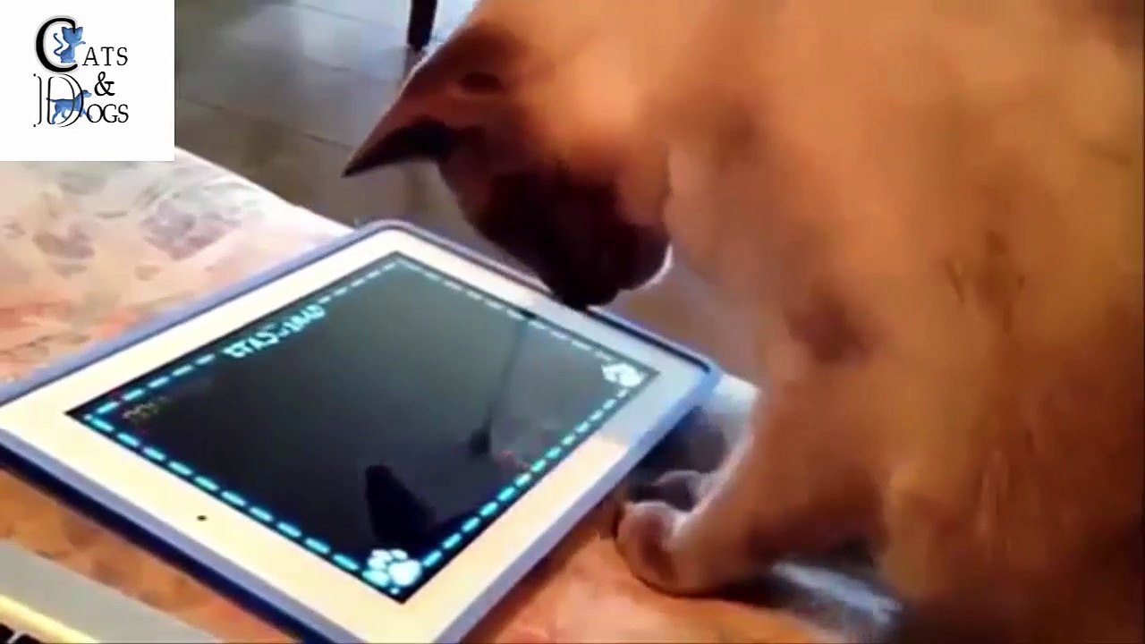 funny cat COMPILATION 26