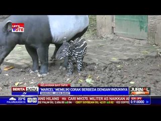 Bayi Tapir di Bonbin Bandung Punya Corak Unik