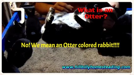 Rabbit Genetics - What is an Otter Colored Rabbit?.mp4