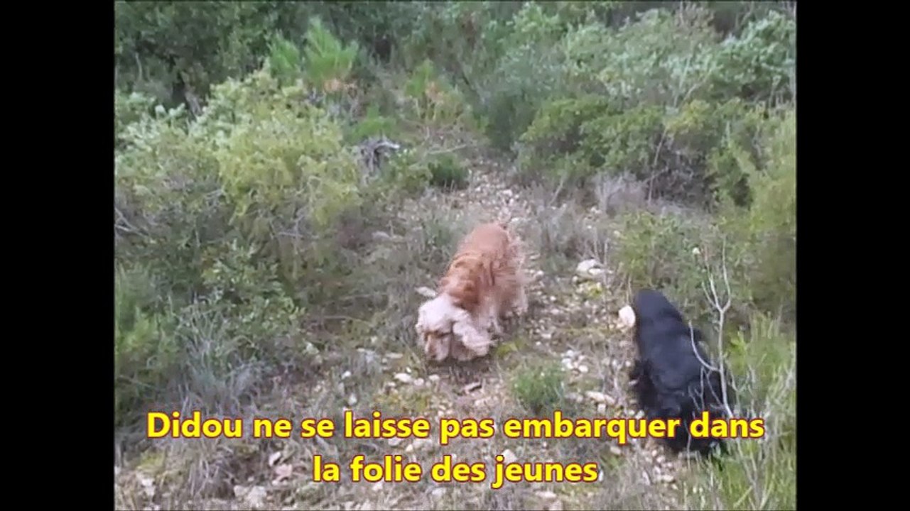 07.01.17. Les 4 loulous dans la garrigue2 music