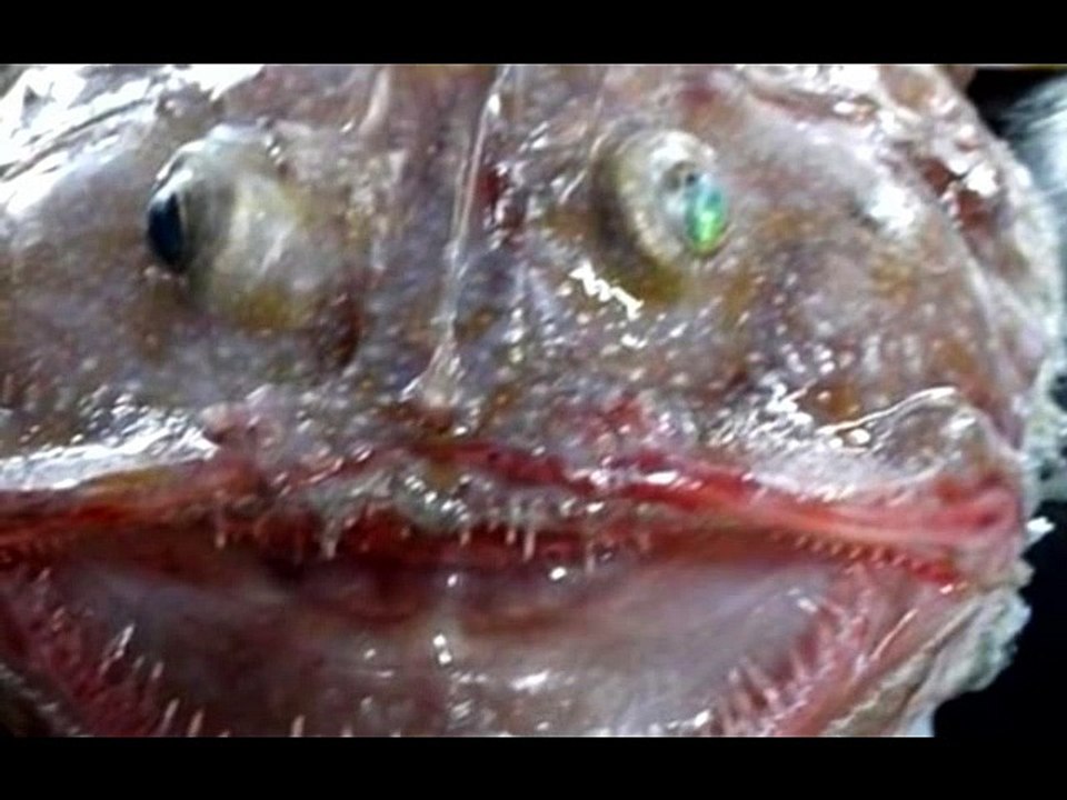 見つかった奇妙な海の生き物