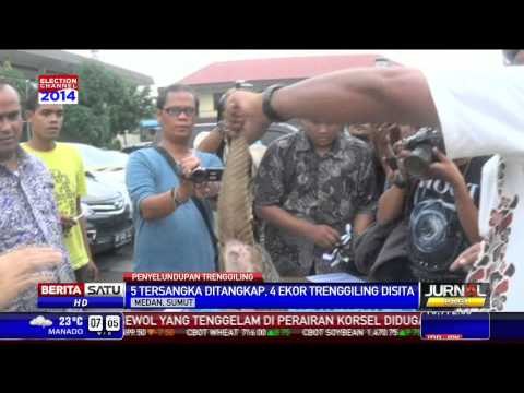 5 Penyelundup Trenggiling Ditangkap di Medan
