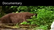 Documentary most dangerous types of bears on our planet