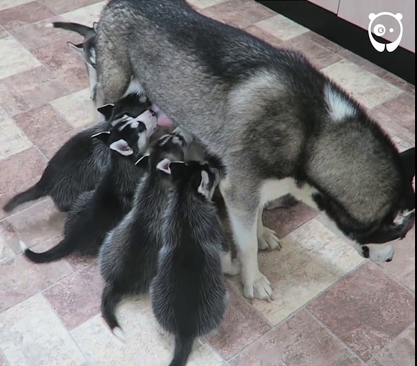 Husky Puppies - Milk Time