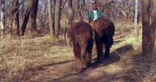 Elefantenbaby kämpft nach Angriff ums Überleben-nQhOtuufbQw