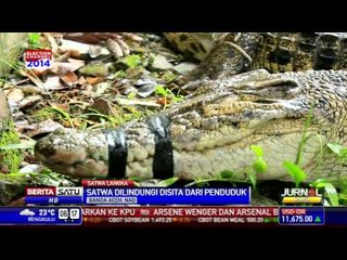 Balai Konservasi Aceh Sita Satwa Dilindungi yang Dipelihara Penduduk