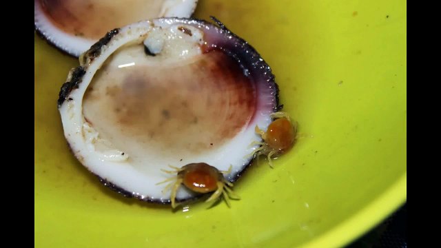 Реальные крабы-убийцы. Жесть!!! Смотреть всем!!!