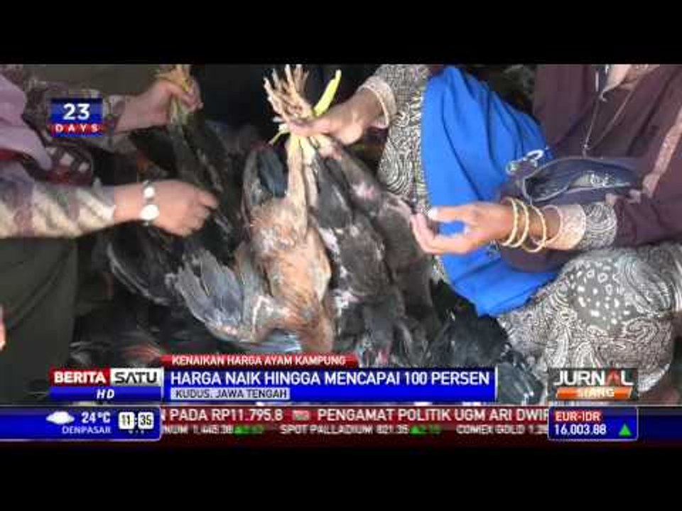 Harga Ayam Kampung Sundul Langit