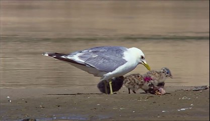 Animals like us || Animal Adoption || Documentary 2017