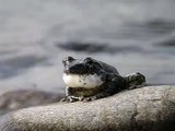飯田祐巳がおススメ！日本で一番きれいな声で鳴くカエル　Frog-sing-the-most-beautiful-voice-in-Japan_kRibeCIS7U4_youtube.com