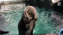 Watch these adorable animals from the Oregon Zoo roll around in snow