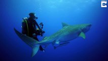 Diver Comes Face To Face With Tiger Shark