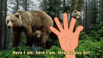 Finger Familly Daddy Finger Grizzly Forest Animal | Bear Cartoon | Nursery Rhymes For Children