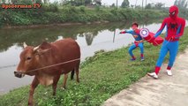 Spiderman vs Captain America grazing Cows Fun Superhero in Real Life
