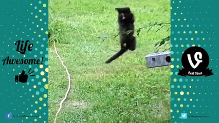 Funny Cats Compilation 2017 - Cats Are So Funny You Will Die Laughing