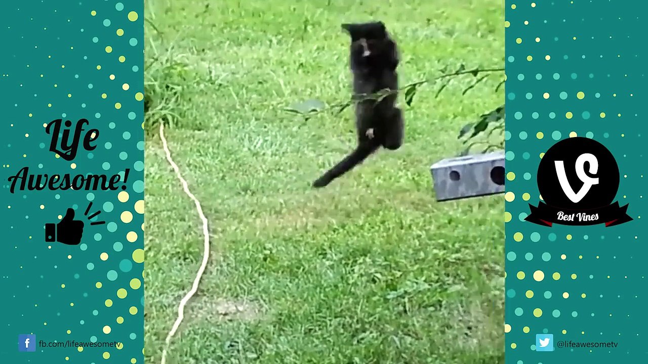 Funny Cats Compilation 2017 - Cats Are So Funny You Will Die Laughing