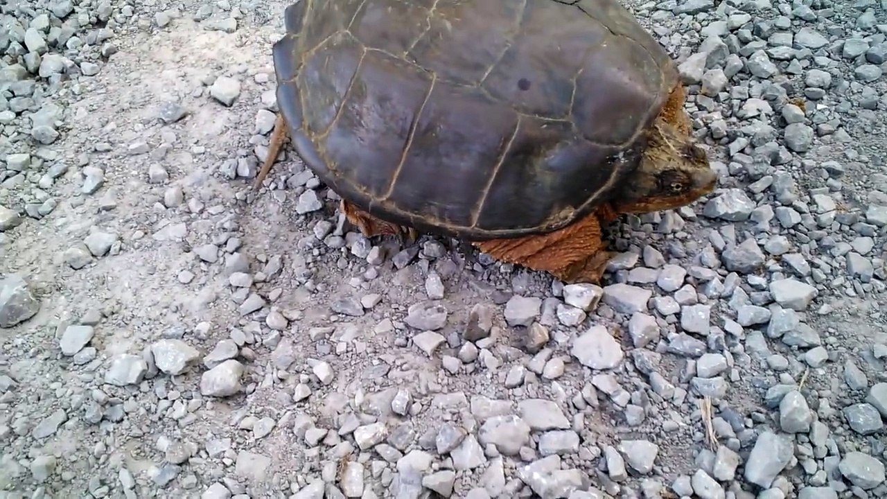Snapping Turtle Attacks
