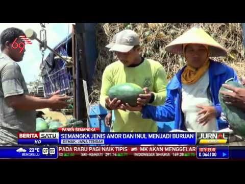 Petani Semangka di Pantura Demak Panen Rejeki
