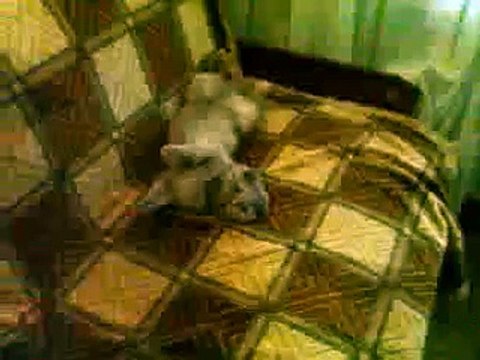 Моя ты девочка. Красивая кошка