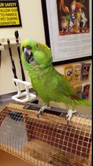 This Bird Is Possessed By The Devil. It's The Only Explanation.