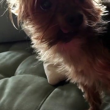 This Dog Is Like A Crackhead Tweaking For His Next