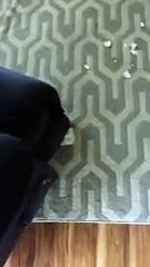 when-your-pug-forgets-to-clean-up-the-evidence