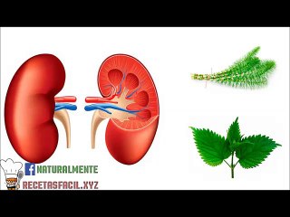 Si tienes tus riñones hinchados o no funcionan bien, debes tomar estas infusiones