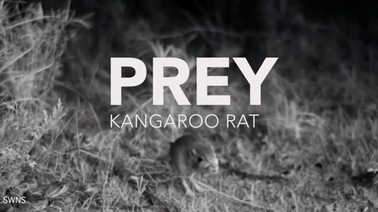 Çıngıraklı yılanın sıçana saldırdığı anlar ilk kez yavaş çekimde yakalandı