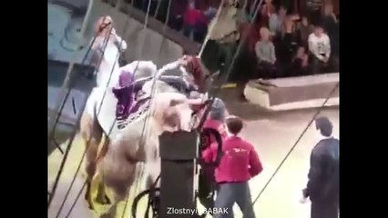 У Девушки Порвало СЗАДИ ШТАНЫ в Цирке / Приколы декабрь  2016